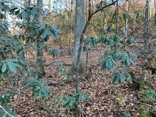 TRACTS OFF PLEASANT GROVE PLEASANT GROVE ROAD # TOTAL: 10.01 ACRES, HENDERSONVILLE, NC 28739, photo 2 of 21