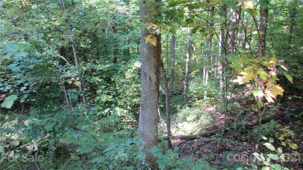 19 RED WOLF LN, MARS HILL, NC 28754, photo 1 of 20