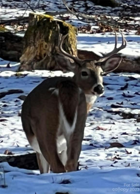 000 EL MINER DRIVE # 551, MARS HILL, NC 28754, photo 5 of 7